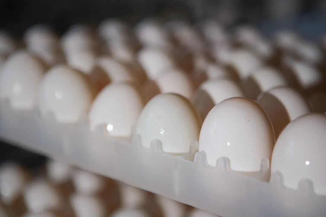 1770108775551910.jpg 5.jpg