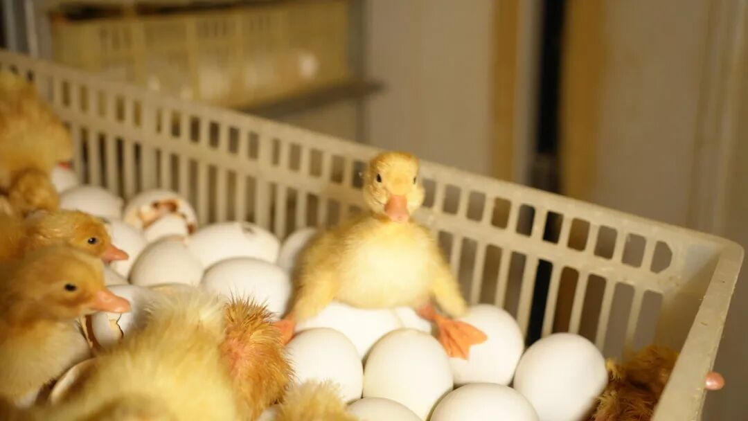 1770108799464919.jpg 7.jpg