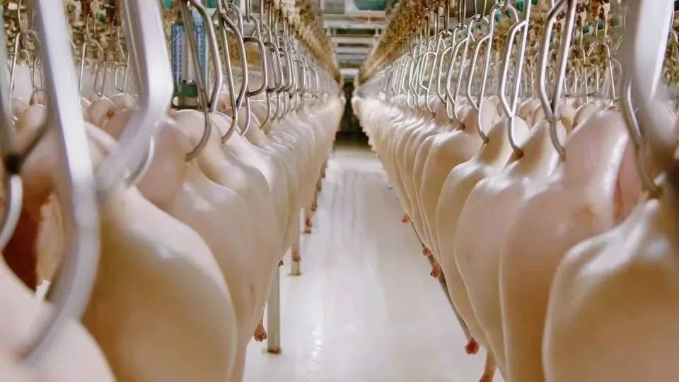 1747208350357814.jpg 2.jpg