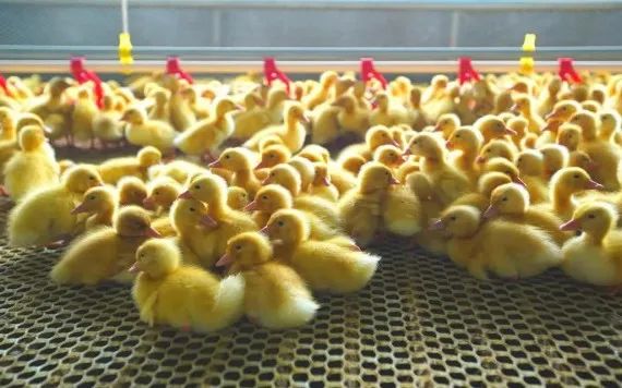 1747208585405585.jpg 5.jpg